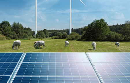 Solar Panels Near Sheep